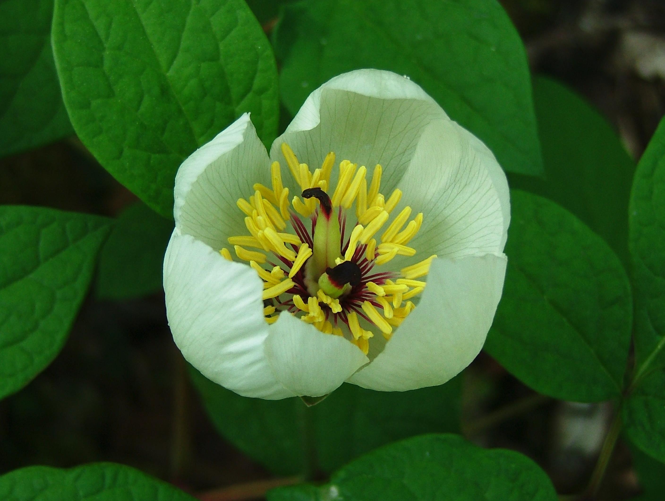 ヤマシャクヤクの花