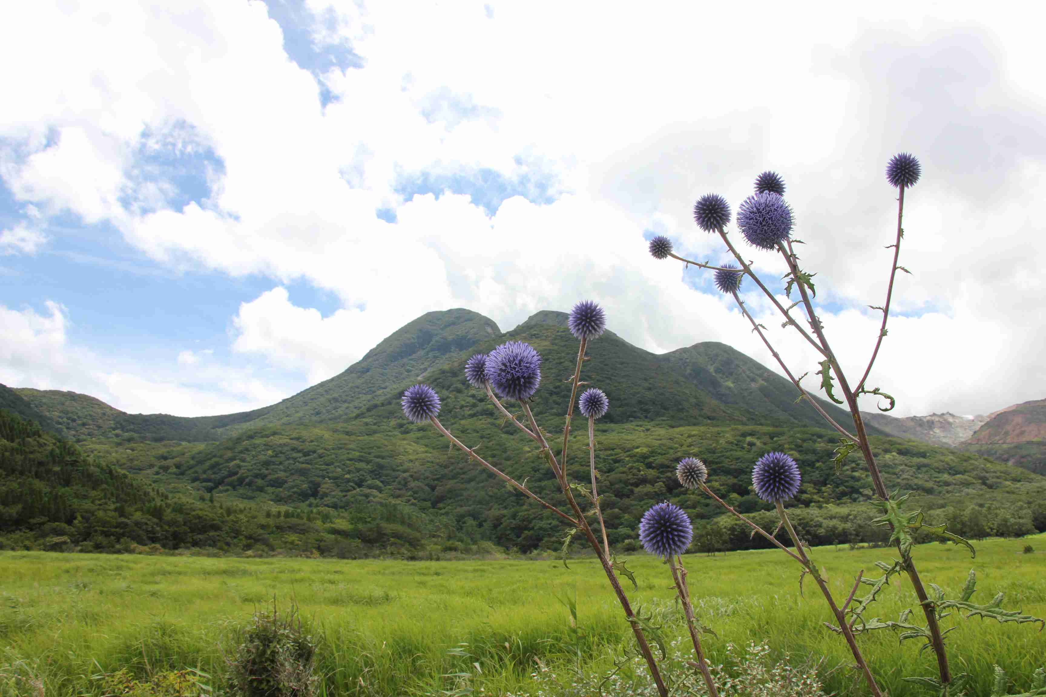 タデ原のヒゴタイと草原に広がる山々